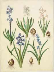 Hyacinthus orientalis (Common Hyacinth); Scilla amoena (Sky-blue Squill)