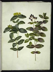 Hypericum androsaemum (tutsan)