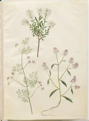 Iberis sempervirens; Coriandrum sativum; Iberis amara