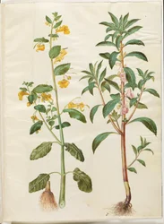 Impatiens noli-tangere (Touch-me-not Balsam); Impatiens balsamina (Garden Balsam)