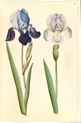 Iris ×germanica or Iris ×sambucina (?) (Garden Iris or Elder Iris); Iris ×germanica (Garden Iris)