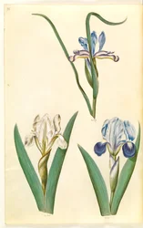 Iris graminea (Grass-leaved Iris); Iris lutescens or Iris pumila (?) (Dwarf Iris or Low Iris)