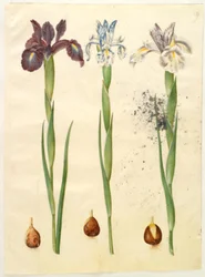 Iris latifolia
