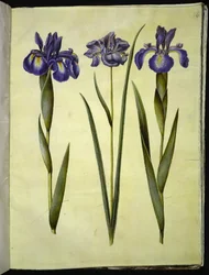 Iris latifolia; Iris sibirica