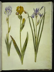 Iris Pallida (Pale Iris); Iris Variegata (Variegated Iris); Iris Sibirica (Siberian Iris)