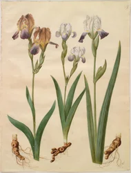 Iris ×sambucina; Iris ×amoena
