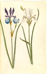 Iris sibirica (Siberian Iris)