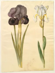 Iris susiana (mourning iris); Iris ×florentina (violet root)