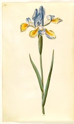 Iris xiphium (Spanish Iris)