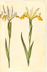 Iris xiphium, possibly Iris latifolia (Spanish Iris or English Iris)