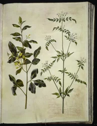 Jasminum odoratissimum (room jasmine); Jasminum officinale (medicinal jasmine)