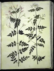 Jasminum officinale (common jasmine)
