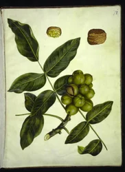 Juglans regia (Common Walnut)