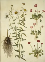 Leucanthemum vulgare (Oxeye Daisy); Bellis perennis (Common Daisy)