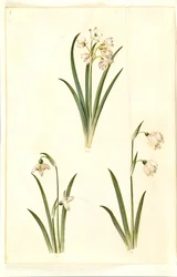 Leucojum Aestivum (Summer Snowflake); Galanthus Nivalis (Common Snowdrop); Leucojum Vernum (Spring Snowflake)