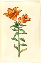 Lilium bulbiferum (Fire Lily)