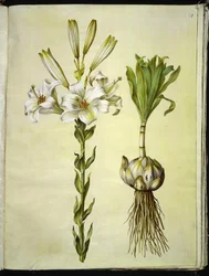 Lilium Candidum (Madonna Lily)