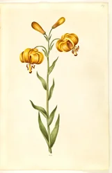 Lilium pyrenaicum (Pyrenean Lily)