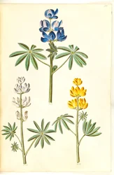 Lupinus pilosus (blue lupin); Lupinus albus (white lupin); Lupinus luteus (yellow lupin)
