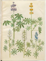 Lupinus pilosus (Blue Lupin); Lupinus luteus (Yellow Lupin); Lupinus angustifolius (Narrow-leaved Lupin); Lupinus albus (White Lupin)