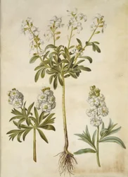 Matthiola incana (Winter Stock)