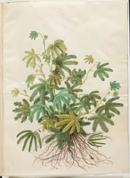 Mimosa polydactyla (Many-fingered Mimosa)