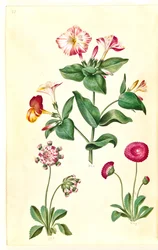 Mirabilis jalapa (Marvel of Peru); Bellis perennis (Common Daisy)