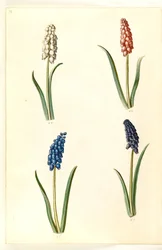 Muscari botryoides (Common Grape Hyacinth)