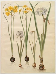 Narcissus jonquilla; Narcissus tazetta; Narcissus pseudonarcissus moschatus; Narcissus poeticus