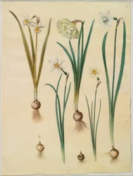 Narcissus ×medioluteus (Two-flowered Narcissus); Narcissus pseudonarcissus; Narcissus (Daffodil); Narcissus poeticus (Poet