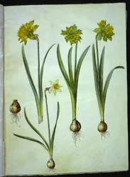 Narcissus pseudonarcissus; Narcissus ×incomparabilis (Garden Daffodil)