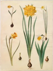 Narcissus pseudonarcissus minor; Narcissus pseudonarcissus (daffodil); Narcissus ×tenuior; Narcissus bulbocodium (hoop-petticoat daffodil); Narcissus pseudonarcissus bicolor (two-colored daffodil)