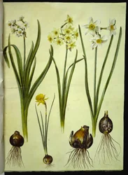 Narcissus tazetta; Narcissus ×medioluteus; Narcissus bulbocodium