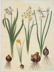 Narcissus Tazetta; Narcissus Orientalis; Corbularia Bulbocodium