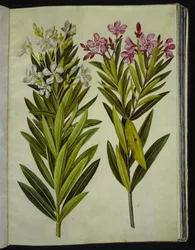 Nerium Oleander