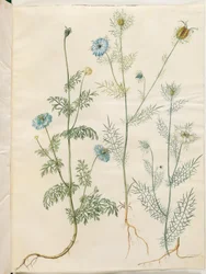 Nigella sativa (black cumin); Nigella damascena (love-in-a-mist)
