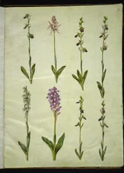 Ophrys apifera or Ophrys sphegodes (Bee Orchid or Early Spider Orchid); Orchis simia (Monkey Orchid); Ophrys apifera (Bee Orchid); Orchis (Orchid); Orchis militaris (Military Orchid); Ophrys insectifera (Fly Orchid)