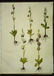 Ophrys fuciflora (Bee Orchid)