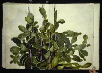 Opuntia ficus-indica, Opuntia humifusa, or Opuntia monacantha (species of prickly pear)