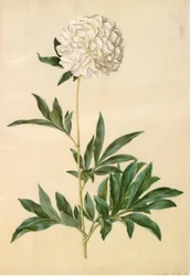 Paeonia Lactiflora (Silk Peony)