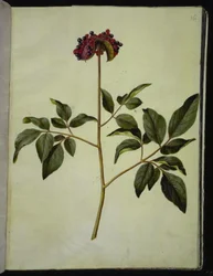 Paeonia mascula (male peony)