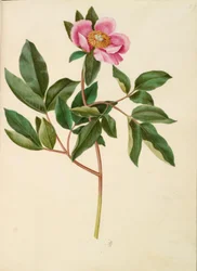 Paeonia mascula (Large-leaved Peony)
