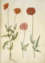 Papaver dubium (Long-headed Poppy); Papaver rhoeas (Common Poppy)