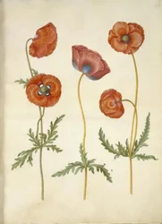 Papaver rhoeas (corn poppy)
