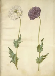 Papaver somniferum (Opium Poppy)