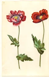 Papaver somniferum (Opium Poppy)