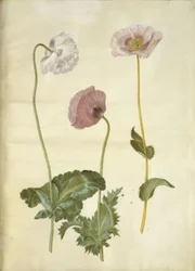 Papaver somniferum (opium poppy)