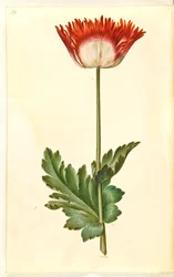 Papaver somniferum (Opium Poppy)