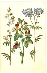 Polemonium caeruleum (Jacob