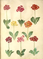 Primula ×pubescens (Garden Auricula)